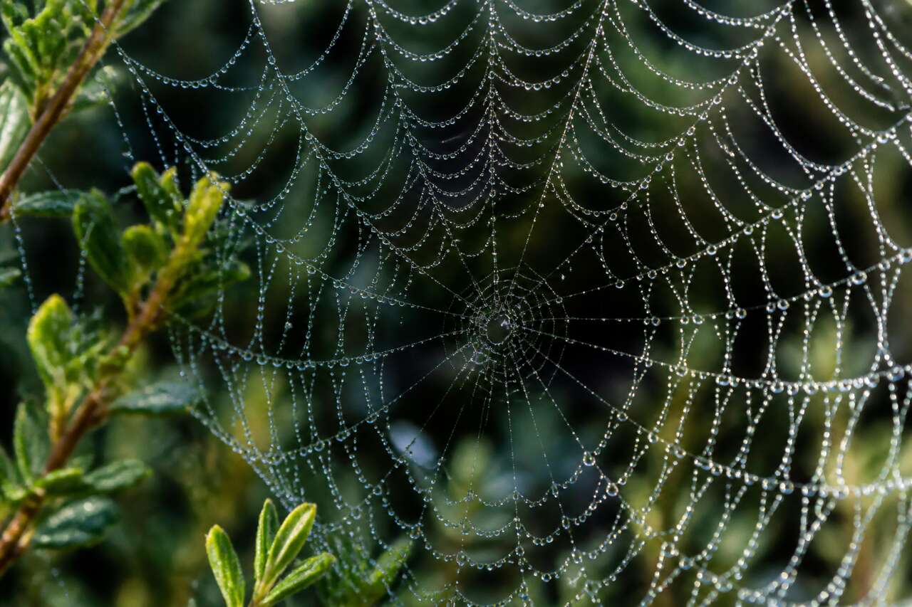 Quels sujets photographier en macro ?