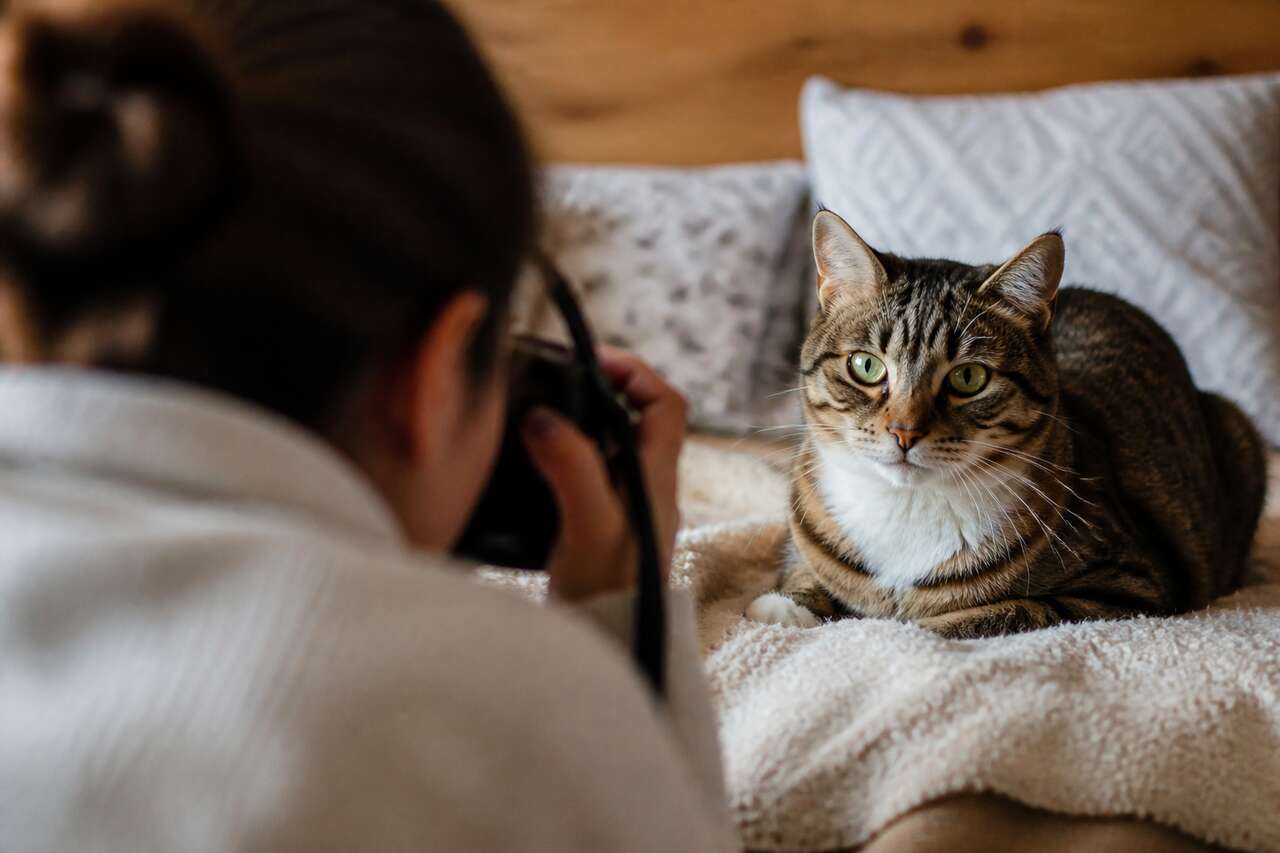 Se mettre à hauteur du chat pour des portraits plus expressifs Se mettre à hauteur du chat pour des portraits plus expressifs