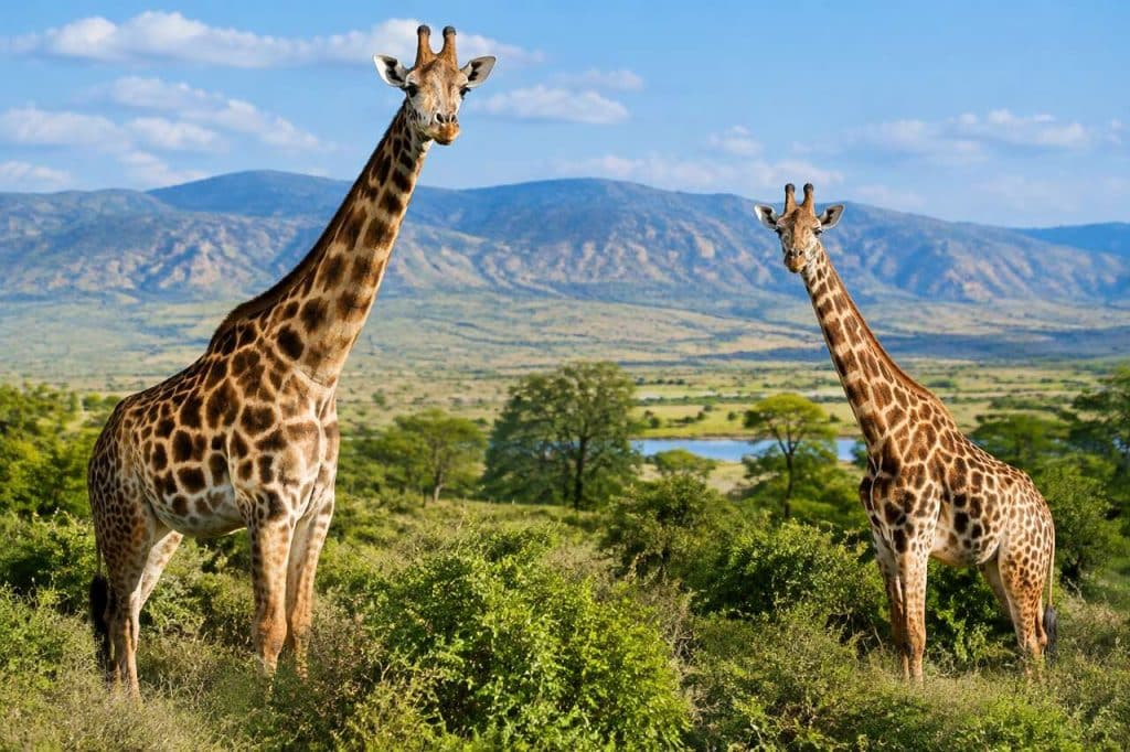 Réserve africaine en France : tuto photo animaux sauvages